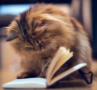 ר��֧��Ӣ���������ĸ��д������