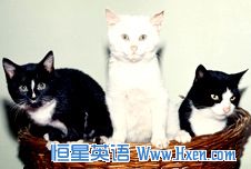 ǽ<a href=http://www.hxen.com target=_blank class=infotextkey>Ӣ</a>
