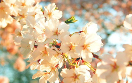 Ӣ���ļ������ɼǵ���������