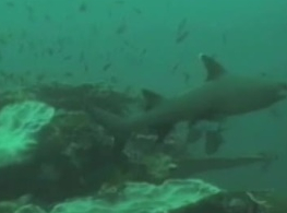 Obama Announces Initiative to Protect Pacific Ocean