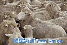ǽӢ82:Sheepish 