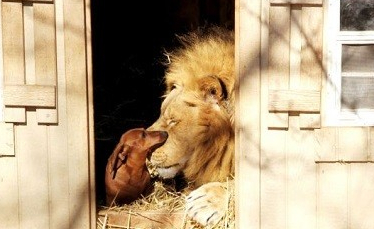 ���겻������ ʨ����С���ɺ��ֵ�