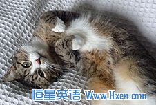 ǽӢ173:Not enough room to swing a cat ռӵ