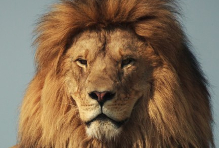 Ӣ���̸��Ŀ:��������ʨ������ɱ