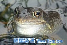 ǽӢ187:Frogmarch š˫ǿ