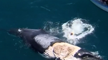 ���������Ͼ���ʬ�� ������Χ��