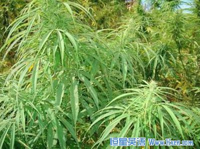 经济学人下载:智利大麻 减轻痛苦
