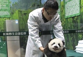 生命的奇迹 史上唯一健康成长的熊猫三胞胎