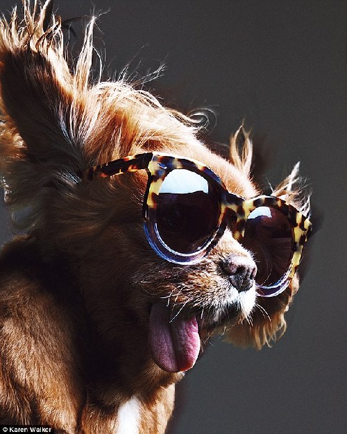 网络红犬晋升轻奢品牌代言人