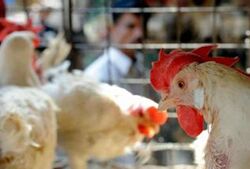 �����е���̨��ũ��Ʒ��ȱ