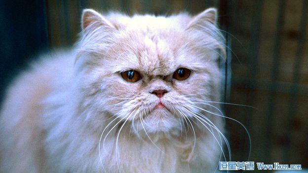 ǽӢ201:Viral Ѹ