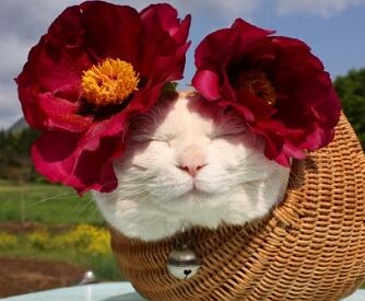 ��A��Z 26������Ӣ�ĵ��� ����ʶ������