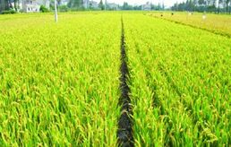 �й�����ǿ��ת����ֲ�����ӹ淶