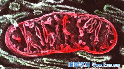 经济学人下载:粒腺体影响男性寿命 粒腺体阻断