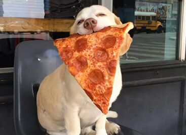 ʷ�����ܵ�����ʳ�ջ��������