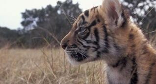 �й�����Ƿ�Ұ�����ｻ��ȡ�óɹ�