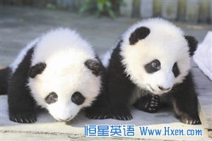 News Plus����Ӣ��:�й������ڼ��̻�ȼ�������� ����è˫��̥ȡ������ƥ�Ǻ͸���