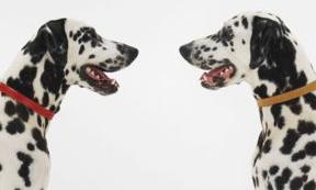 ���ǽ���Ӣ���265��:Six of one, half a dozen of the other ������