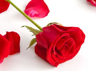 ��10���绨���Ӣ������ʲô����?