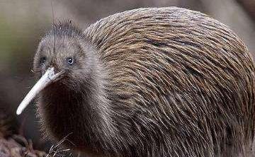 ʵս�����龰�Ի� ��1354��:Birds Don't Fly ����ɵ���(1)