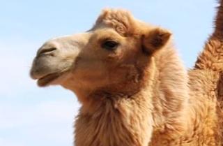 ʵս�����龰�Ի� ��1355��:Birds Don't Fly ����ɵ���(2)