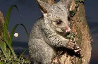 ʵս�����龰�Ի� ��1352��:Pests and Predators �к�����Ͳ�ʳ��(1)