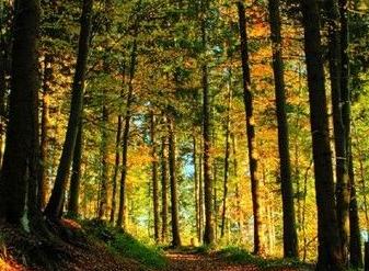 ʵս�����龰�Ի� ��1353��:Pests and Predators �к�����Ͳ�ʳ��(2)